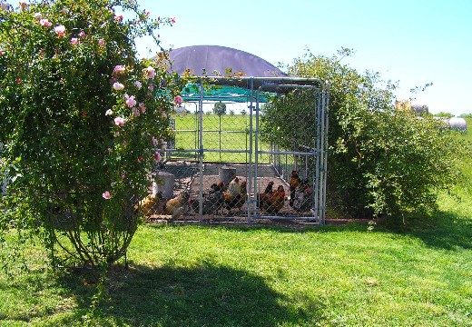 All the chickens, May 2005