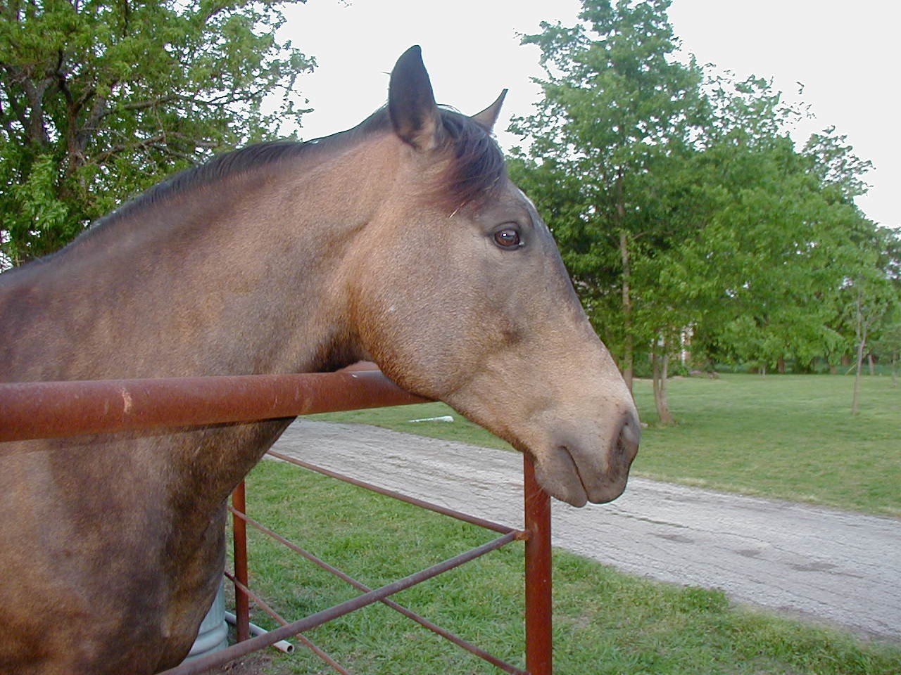 Cody, April 2004