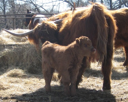 Gillebhrighde at 2 wks old