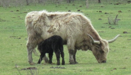 Dubhghall, one day old