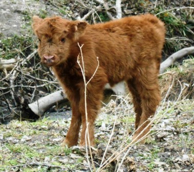 Hamish, one day old