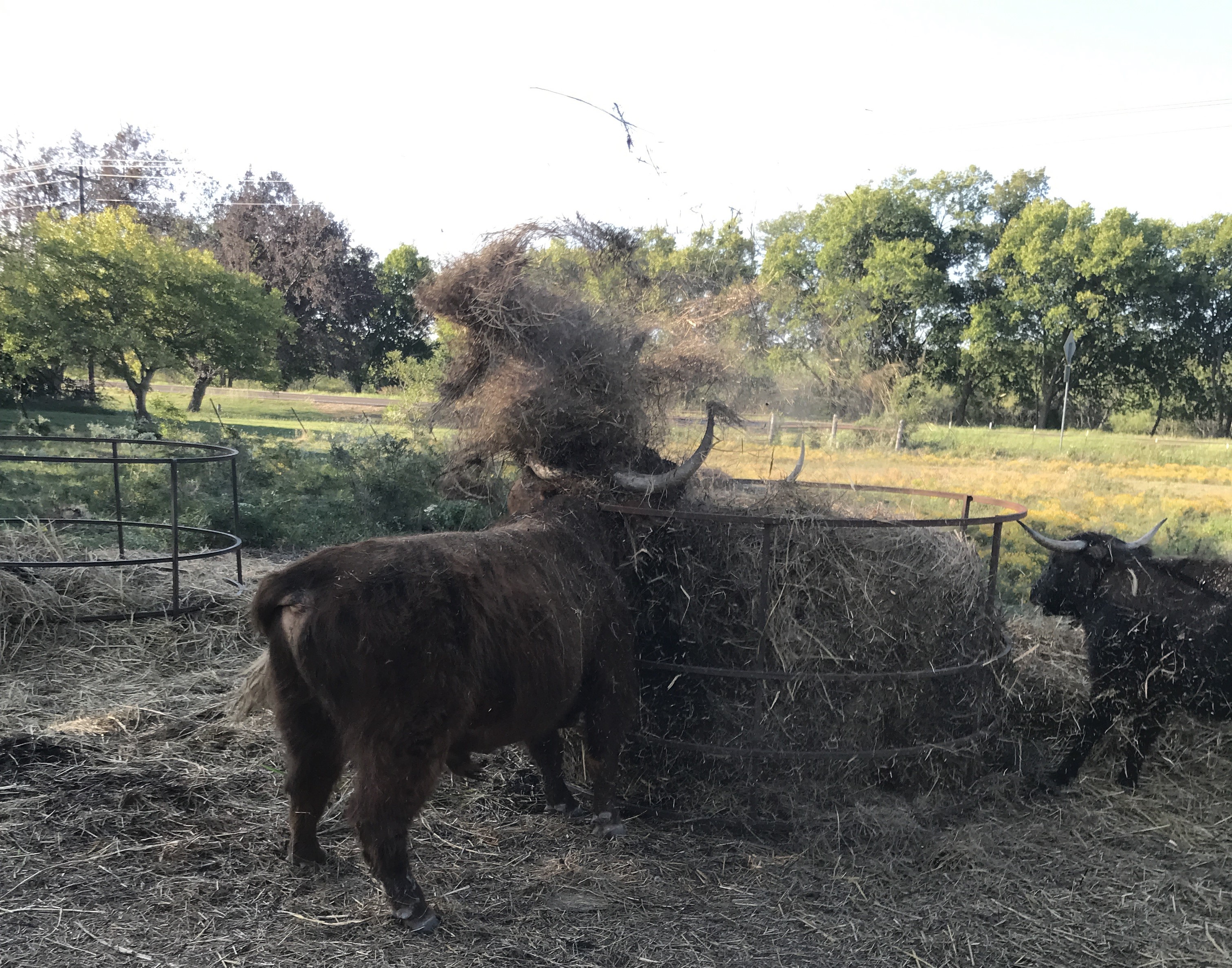 Donnan giving the hay bale laldy