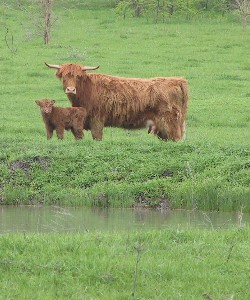 Sarah and calf, Mar 2007, photo by Jan Marusov